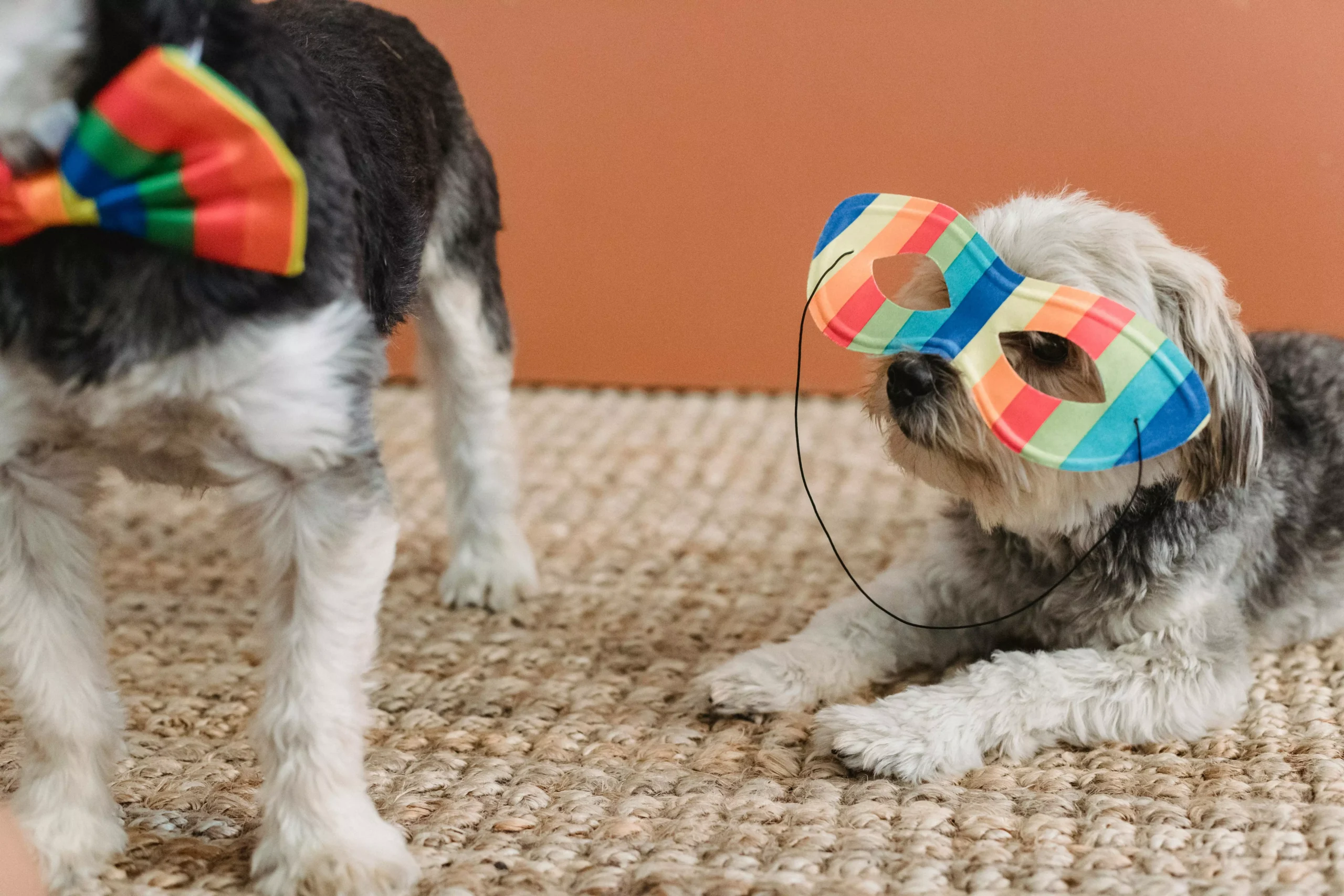 6 Dicas de Como Proteger Seu Cachorro no Carnaval 