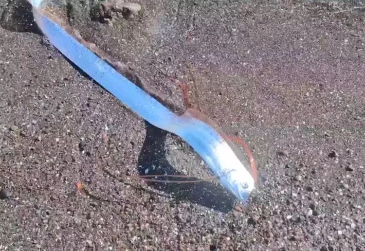 ”Peixe do juízo final” é encontrado na costa do México
