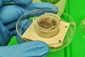 o primeiro chip de computador com neurônios humanos, criado para treinar IA biológica e revolucionar o futuro da computação.